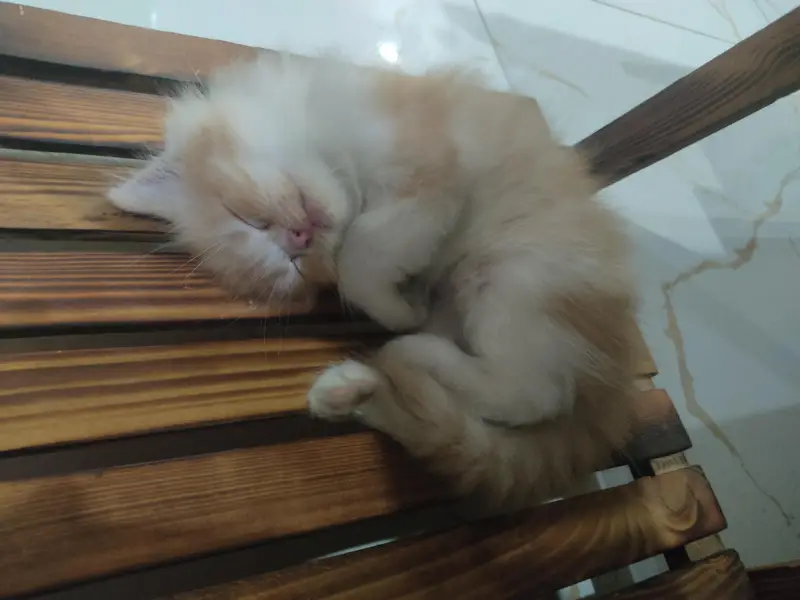 3 beautiful and playful kittens — photo 6