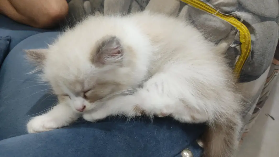 3 beautiful and playful kittens — photo 7