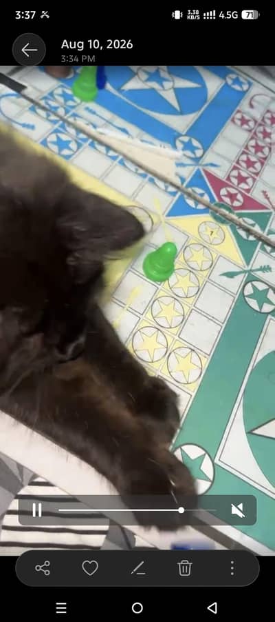 Kittens for sale