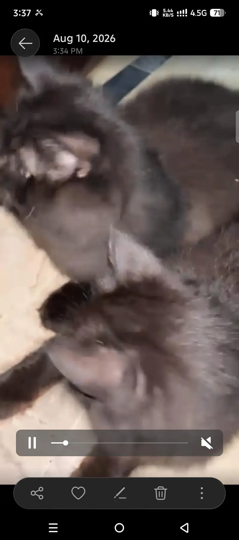 Kittens for sale — photo 2
