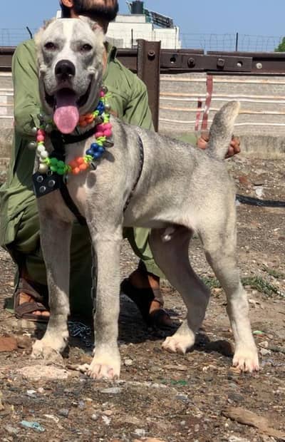 alabai security dog 4 month mail for sale heavy bone