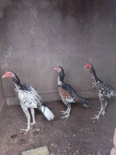 Aseel pair