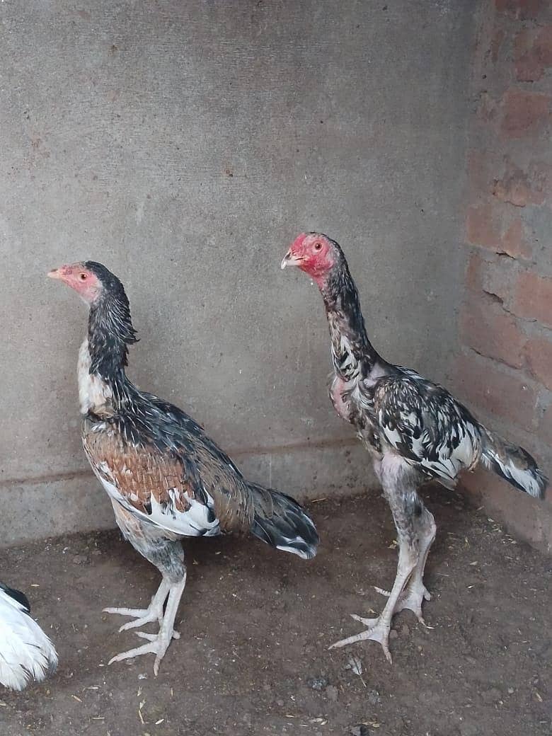 Aseel pair 1
