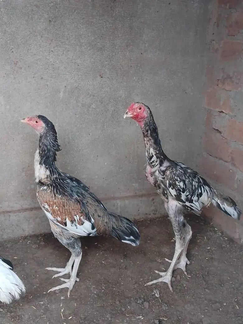 Aseel pair — photo 2