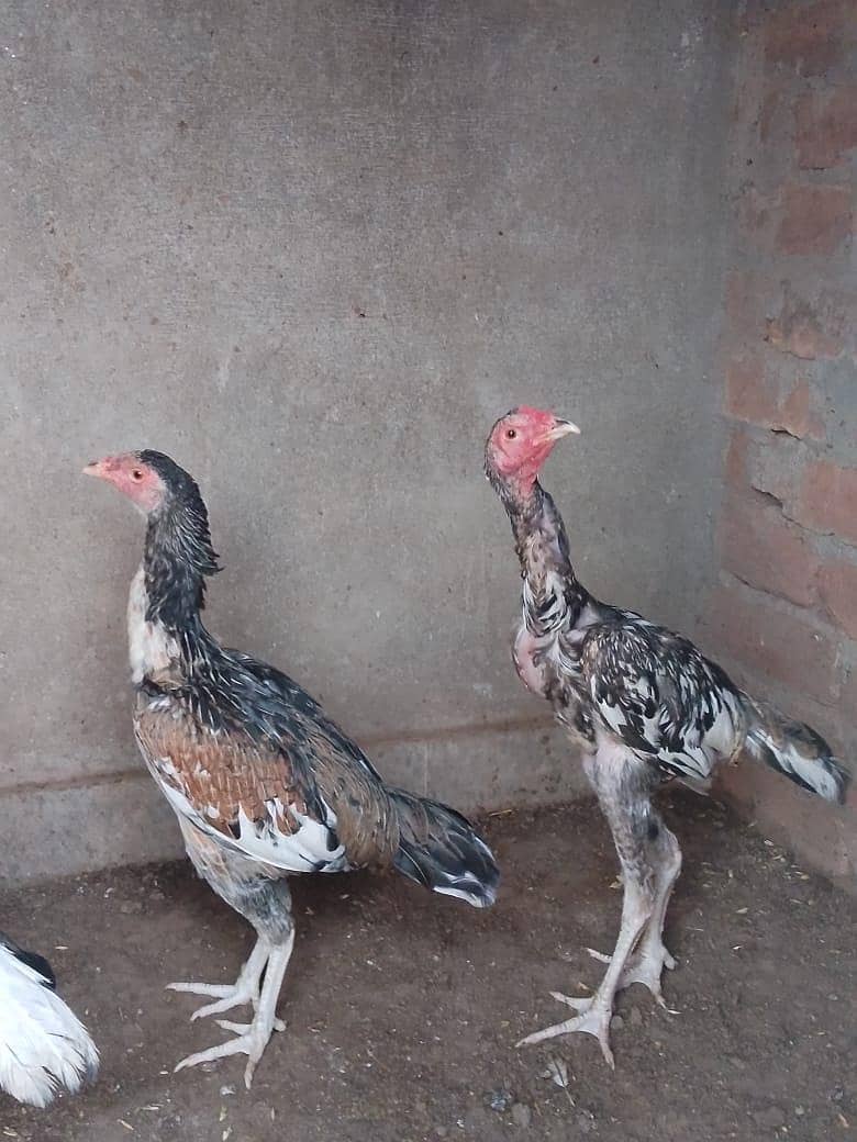 Aseel pair 2