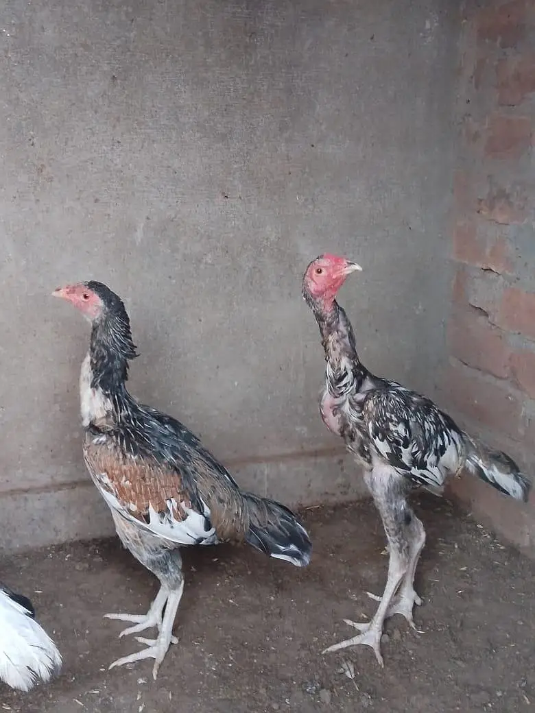 Aseel pair — photo 3