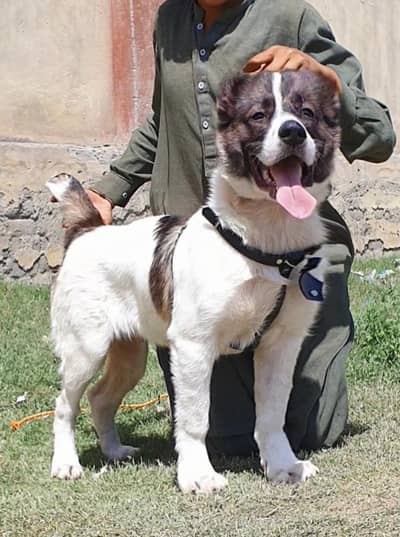 alabai security dog 3 month male for sale heavy bone