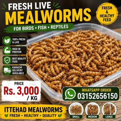 Fresh live Meal worms for sale