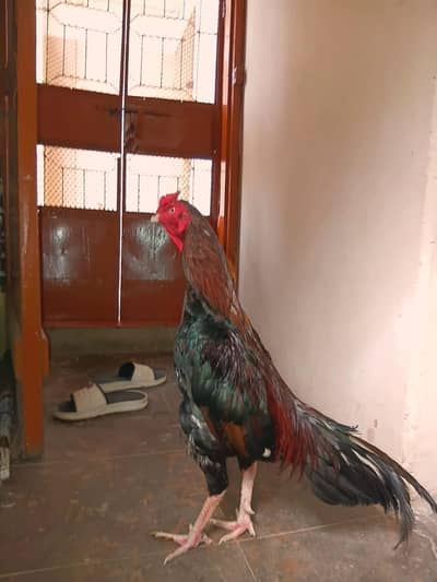 hamara pass har nasal Ka murga Acha rate pr mojod hay