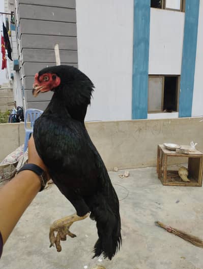 hamara pass har nasal Ka murga Acha rate pr mojod hay