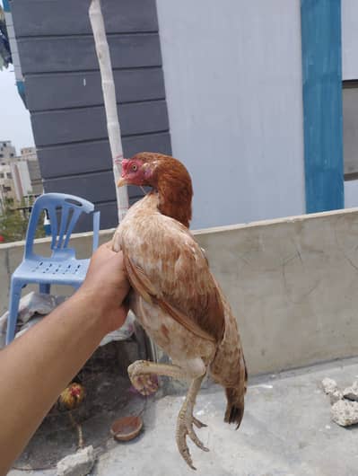 hamara pass har nasal Ka murga Acha rate pr mojod hay