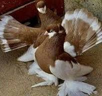 Fancy Pigeon for Sale