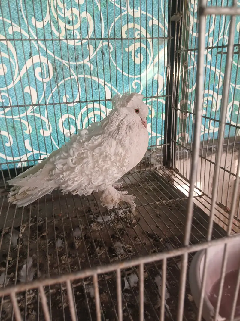 Fancy Pigeon for Sale — photo 2