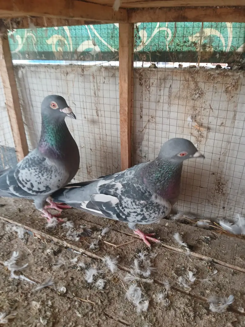 Fancy Pigeon for Sale — photo 3