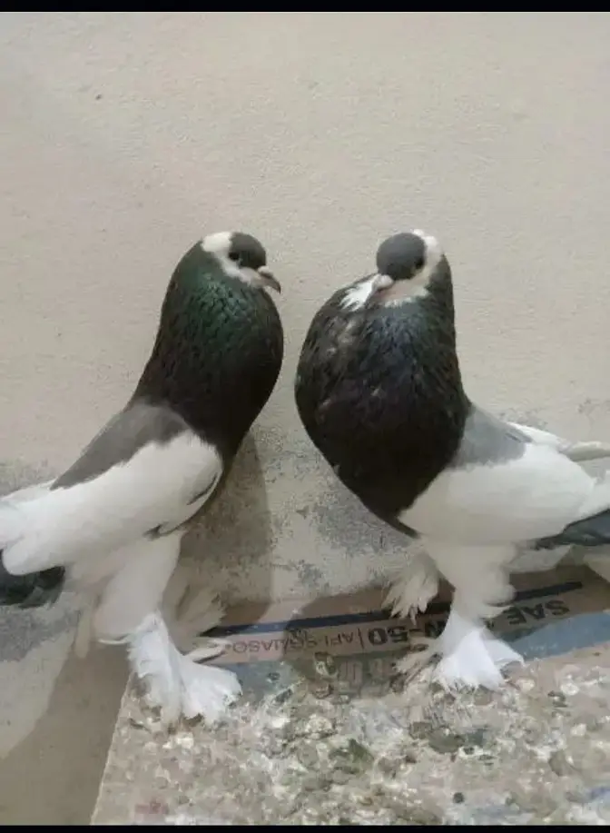 Fancy Pigeon for Sale — photo 4
