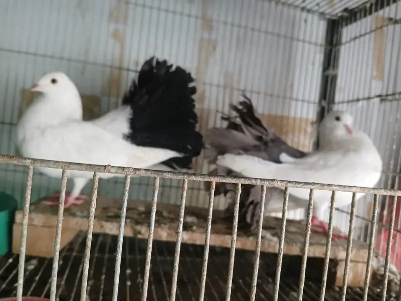 Fancy Pigeon for Sale — photo 6