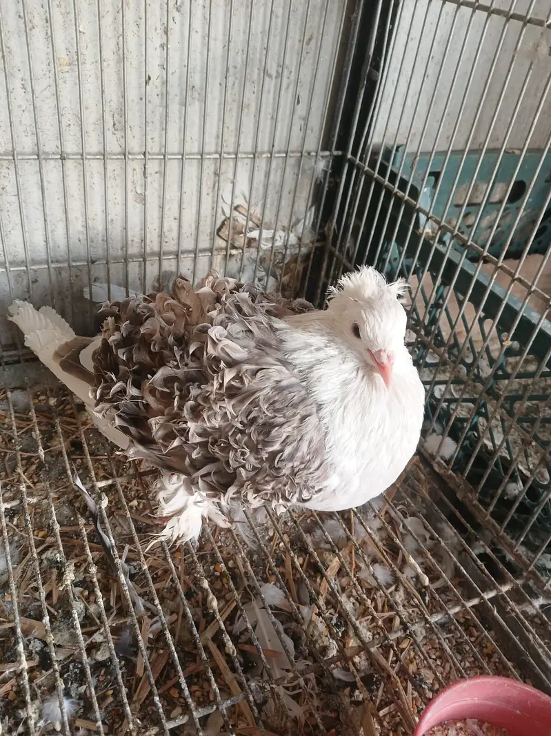Fancy Pigeon for Sale — photo 7