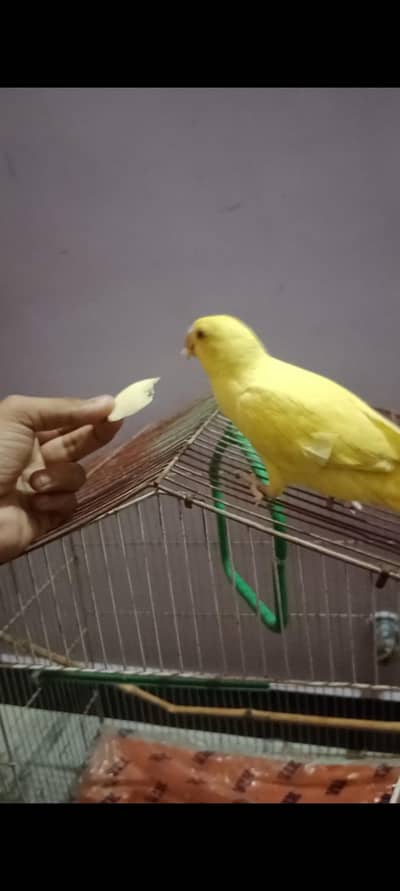 yellow ringneck female