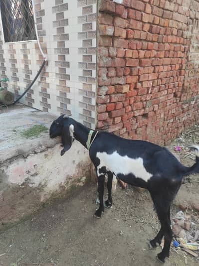 masahallah say bht bakri ha