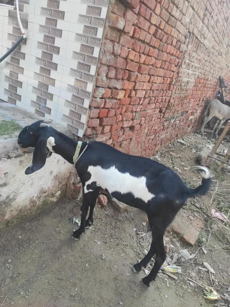 Desi long highted — photo 2