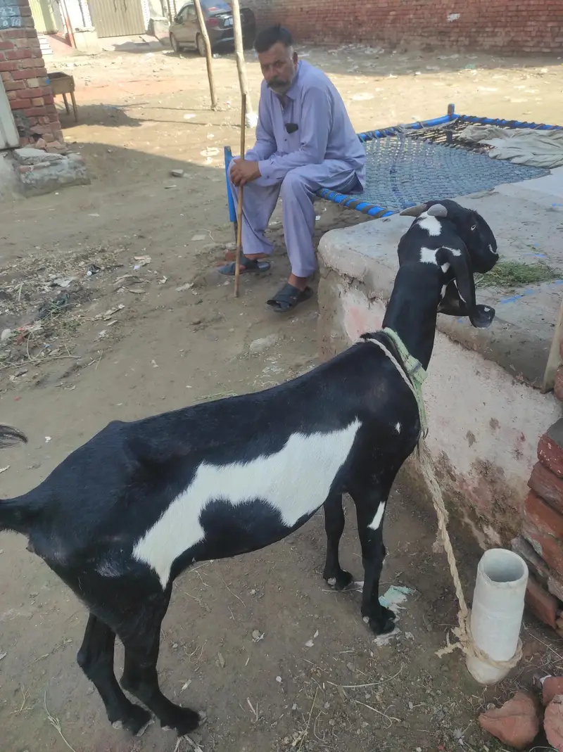 Desi long highted — photo 3