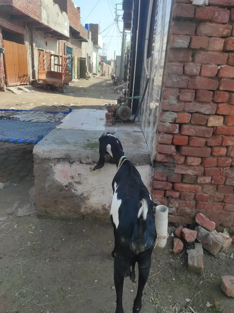 Desi long highted — photo 4