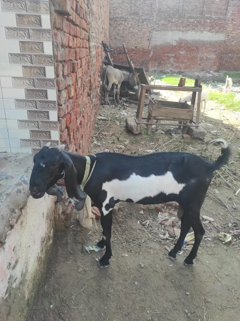 Desi long highted — photo 5