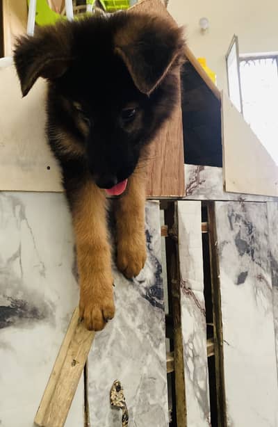 Female GSD double coat black mask