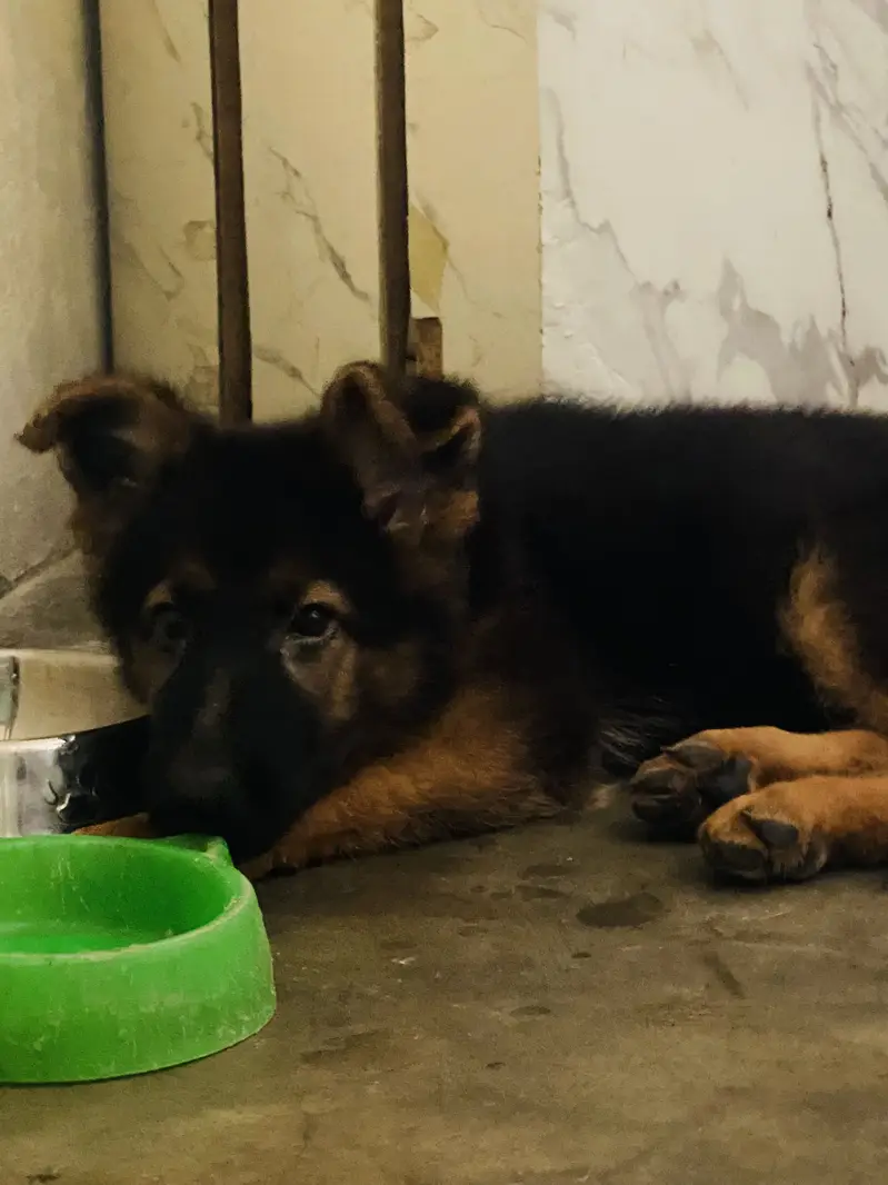 Female GSD double coat black mask — photo 2