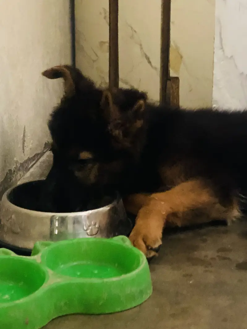 Female GSD double coat black mask — photo 3