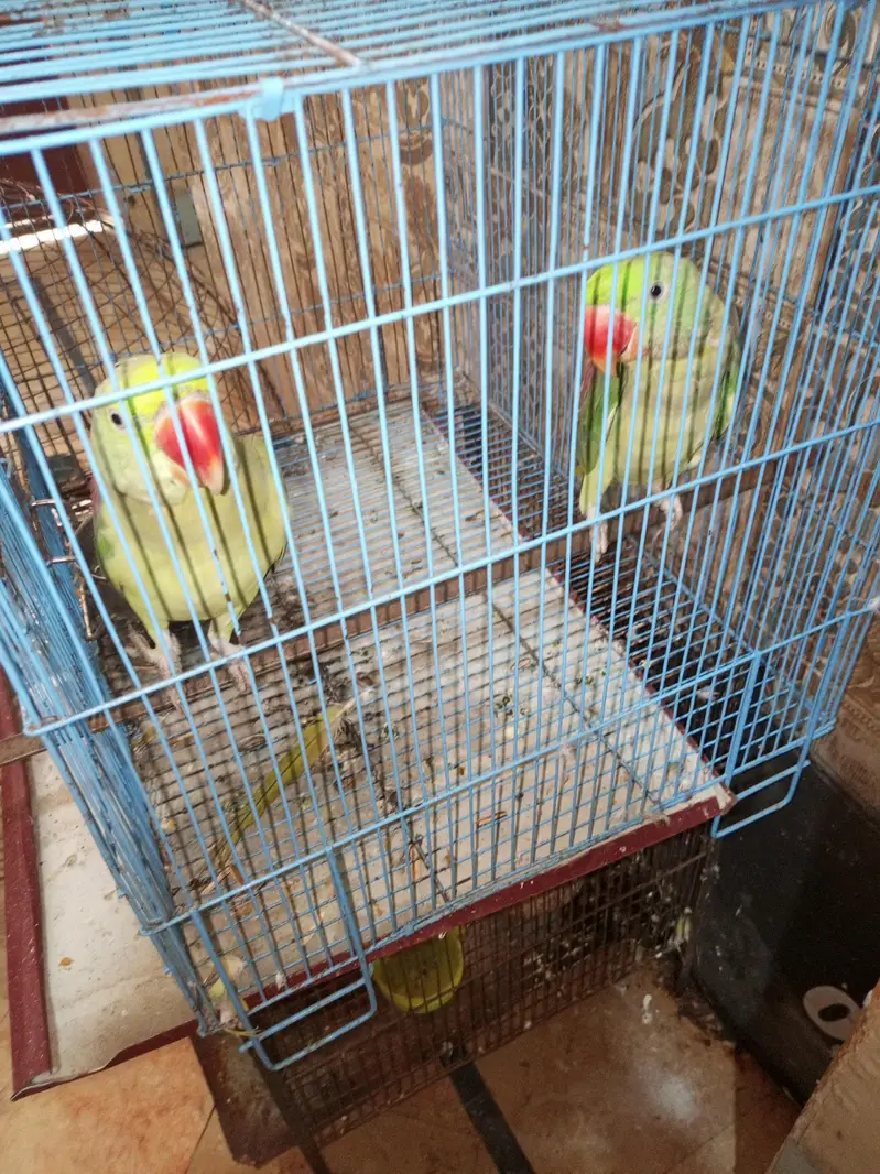 Parrots Pair for Sale — photo 4