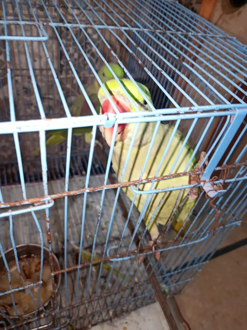 Parrots Pair for Sale — photo 5