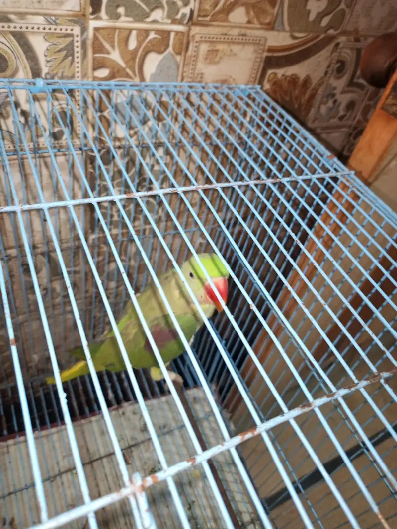 Parrots Pair for Sale — photo 6