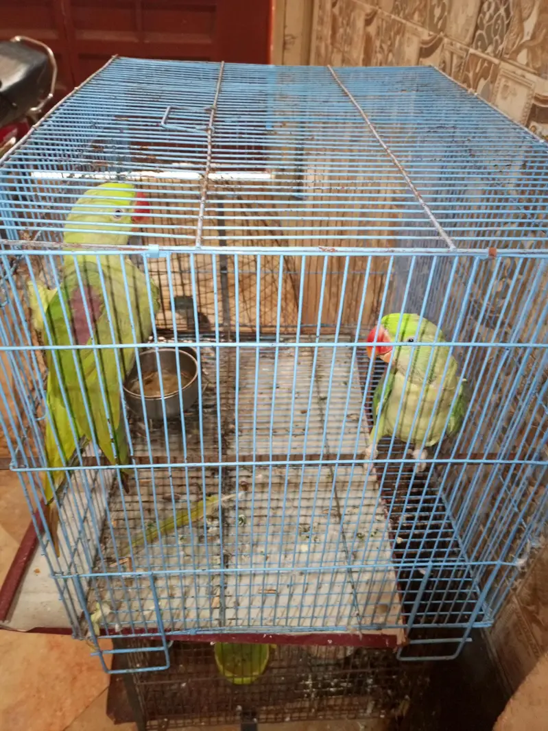 Parrots Pair for Sale — photo 7