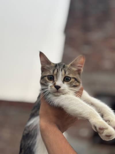 persian