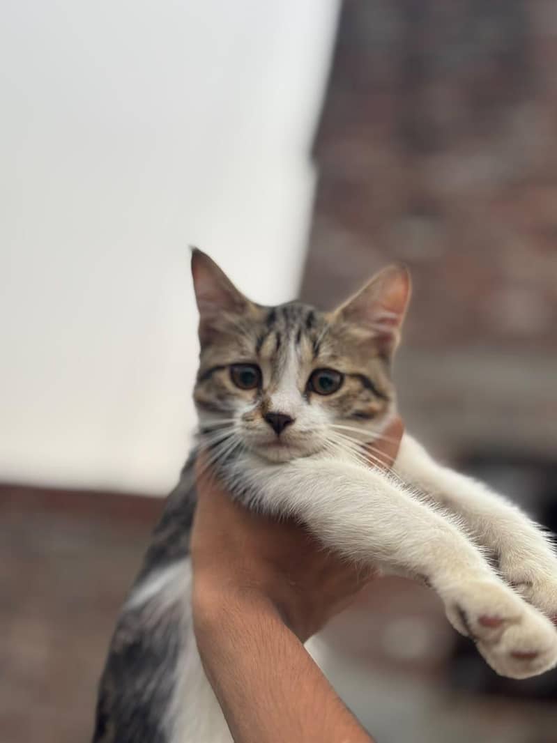 persian 0