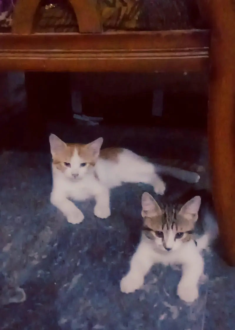 persian — photo 2