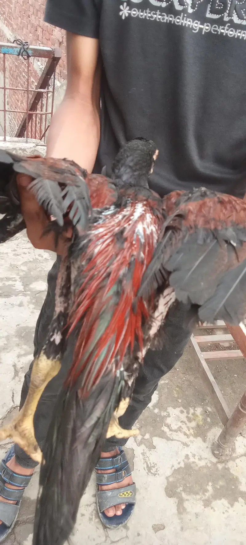 Aseel thai cocks and hens — photo 2