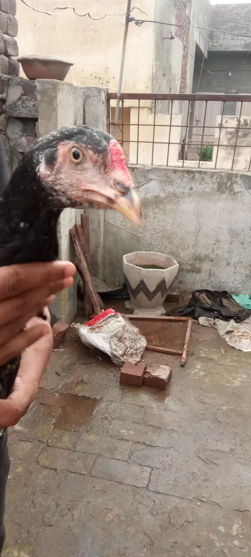 Aseel thai cocks and hens — photo 3