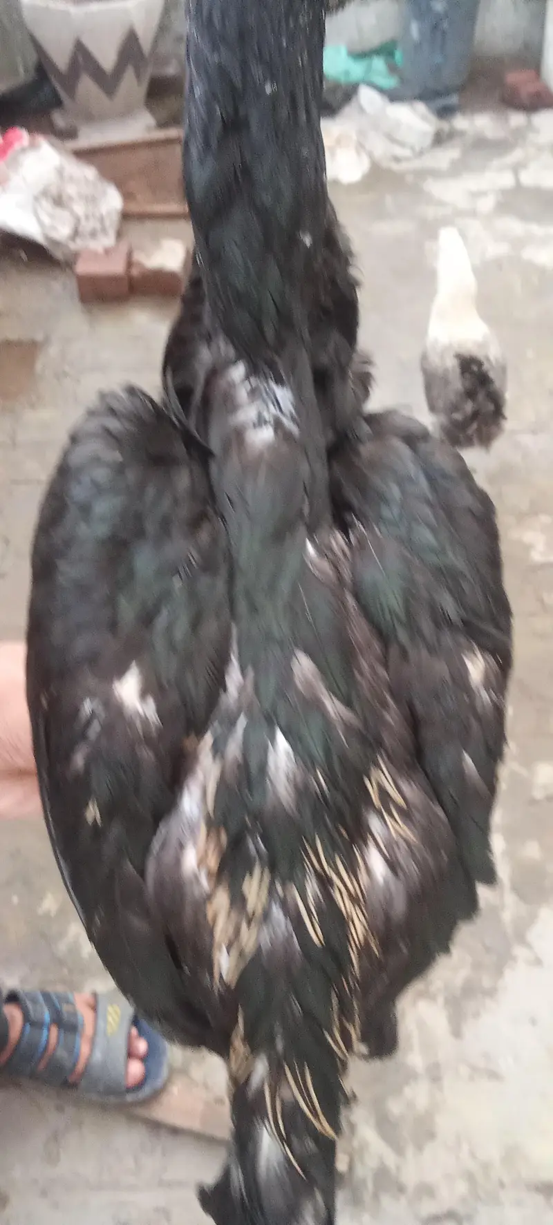 Aseel thai cocks and hens — photo 4