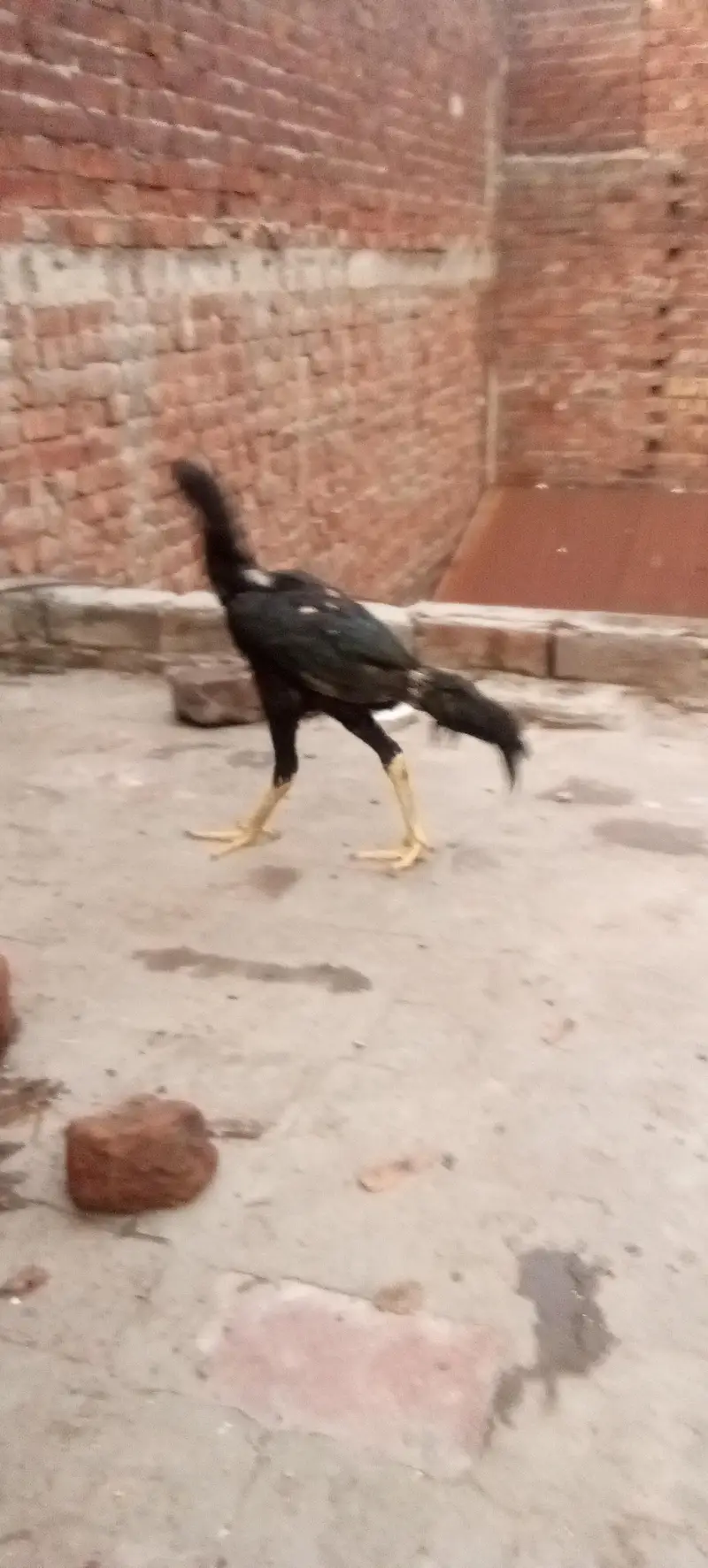 Aseel thai cocks and hens — photo 6