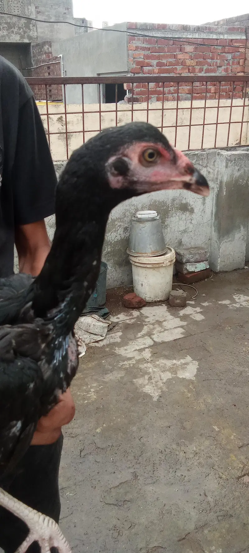 Aseel thai cocks and hens — photo 7