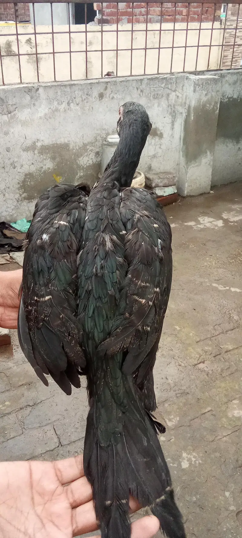 Aseel thai cocks and hens — photo 8