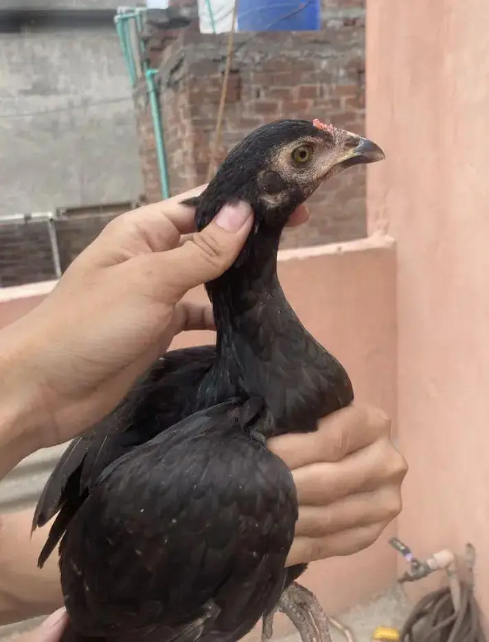 Aseel thai cocks and hens — photo 10