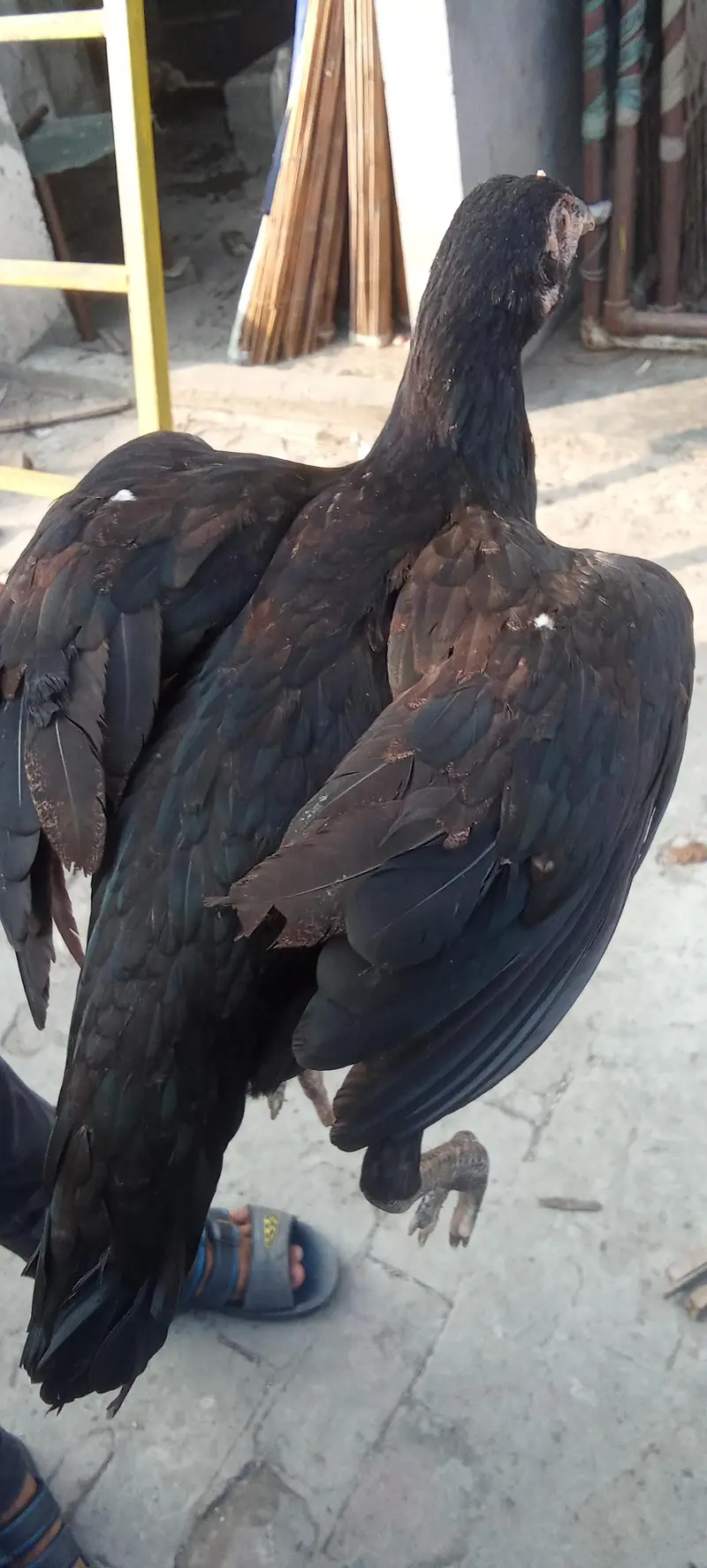 Aseel thai cocks and hens — photo 11