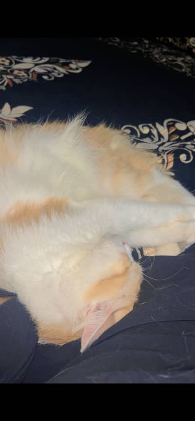 Free cat