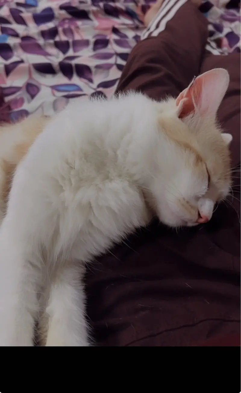 Free cat — photo 2