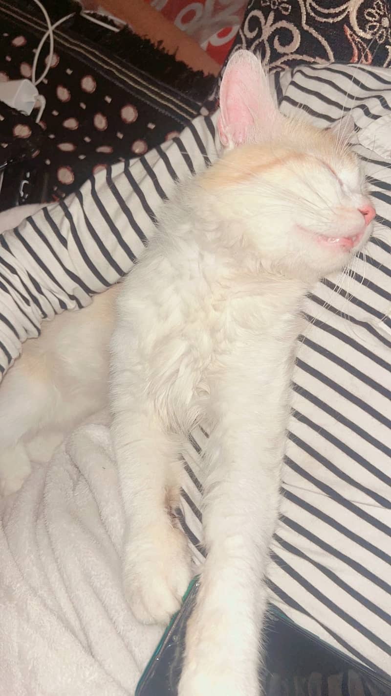 Free cat 2