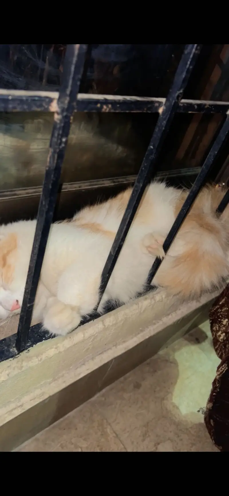 Free cat — photo 4