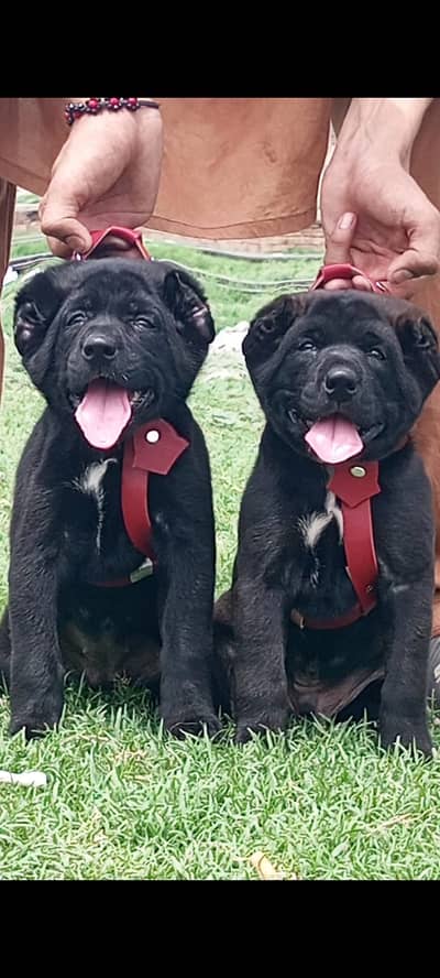 Afghan Kuchi pair / security dog for sale